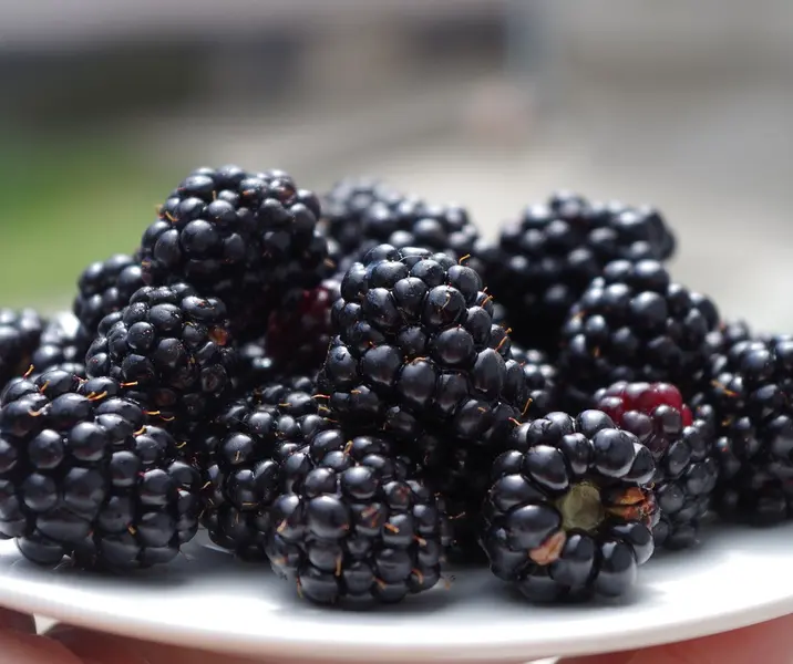 Moras